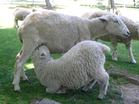子羊の授乳