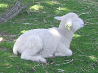 牧場の子羊