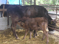 奄美大島の牛