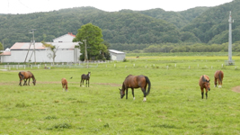 馬の牧場